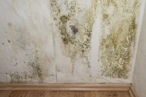Taches de moisissures sur un mur